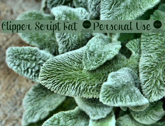 Clipper Script Fat [Personal Use] Example 3