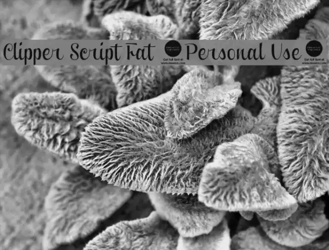 Clipper Script Fat [Personal Use] Font examples