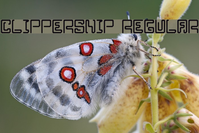 Clippersnip Regular Example 3