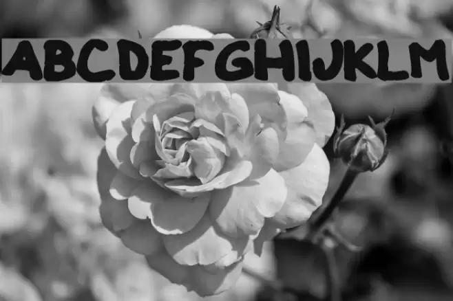 Clono dos Font examples