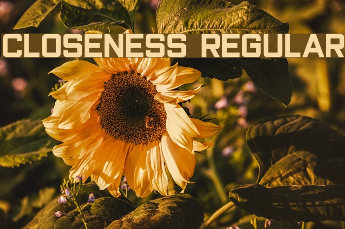 Closeness Regular Font examples
