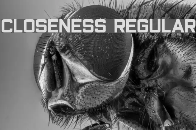 Closeness Regular Font examples