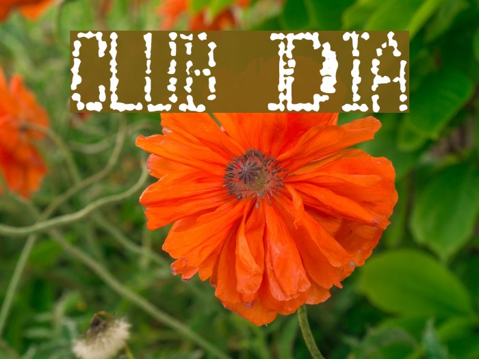 Club Dia Font examples