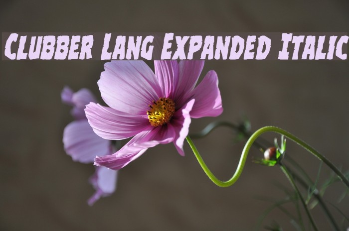 Clubber Lang Expanded Italic Font examples