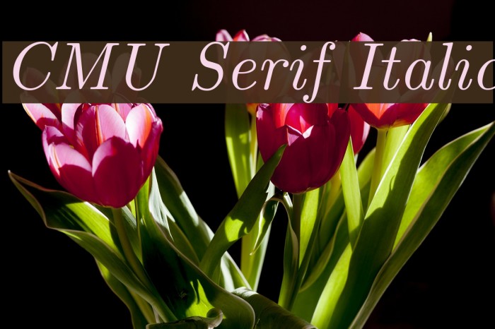 CMU Serif Italic Font examples