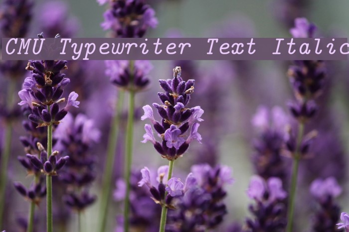 CMU Typewriter Text Italic Font examples