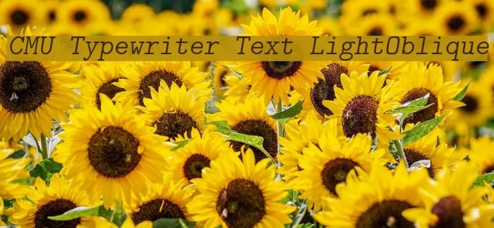 CMU Typewriter Text LightOblique Font examples