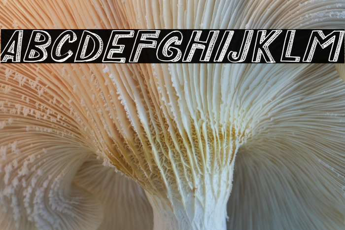 COCO EMPIRE Example 3