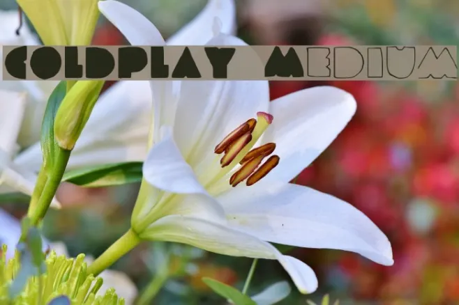 COLDPLAY Medium Example 3