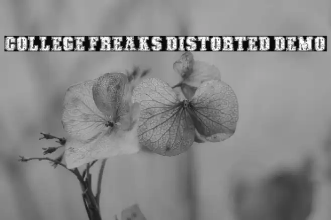 COLLEGE FREAKS DISTORTED DEMO Fuentes examples
