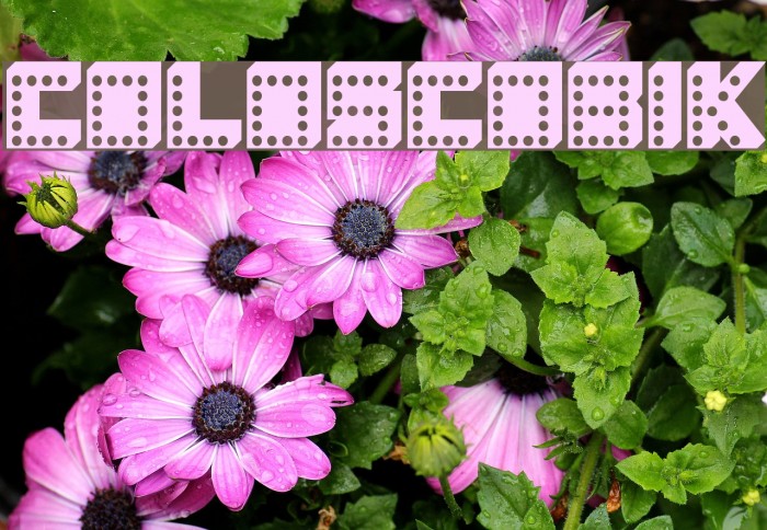 COLOSCOBIK Example 1