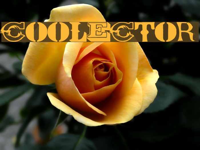COOLECTOR Font examples