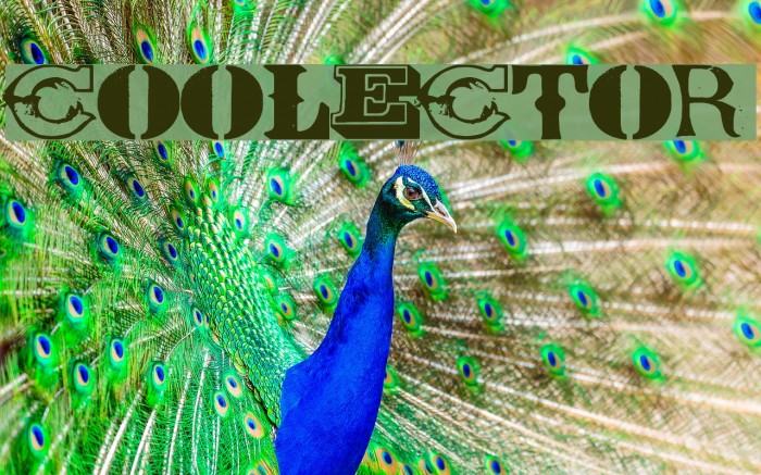 COOLECTOR Font examples
