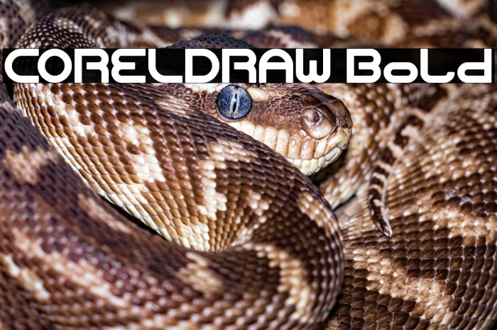 CORELDRAW Bold Example 1