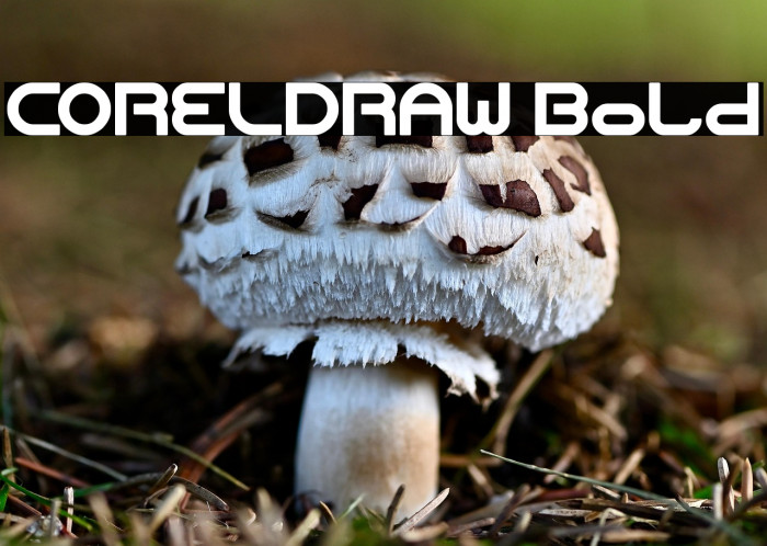 CORELDRAW Bold Example 2