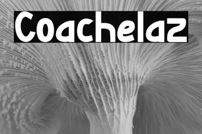 Coachelaz خط examples