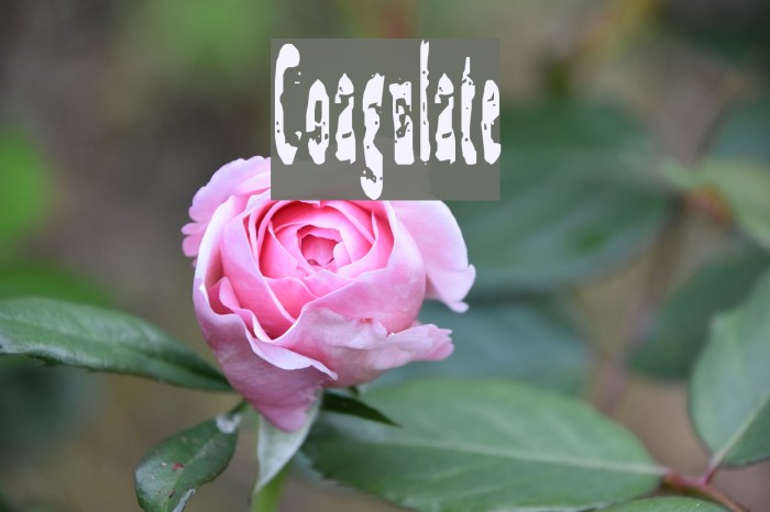 Coagulate Font examples