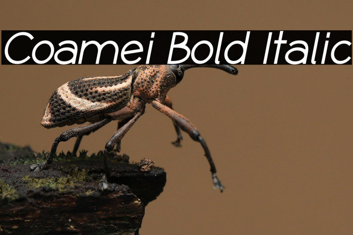 Coamei Bold Italic Example 3
