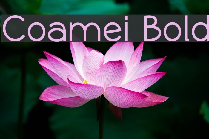 Coamei Bold Example 2