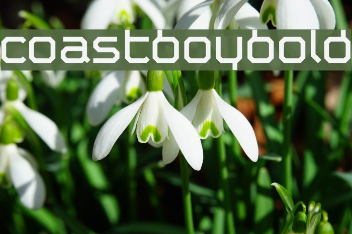 Coastboybold Font examples