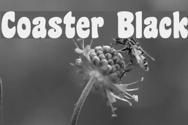 Coaster Black Font examples