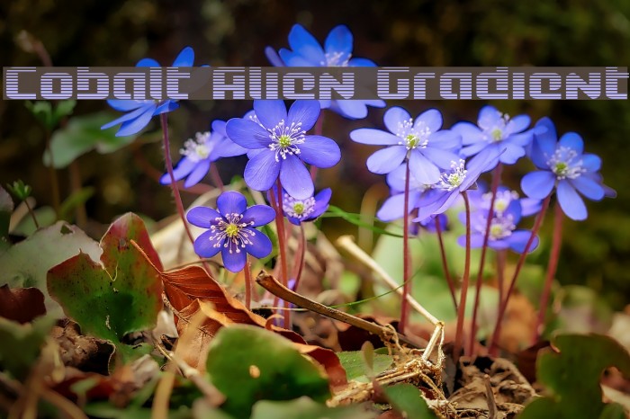 Cobalt Alien Gradient Example 3