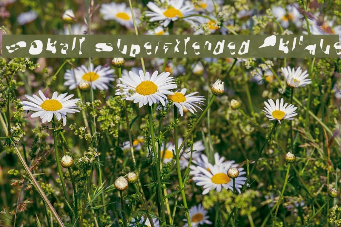 Cobalt SuperExtended Oblique Font examples