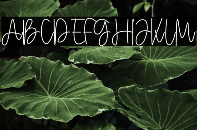 Coby Daila Example 3