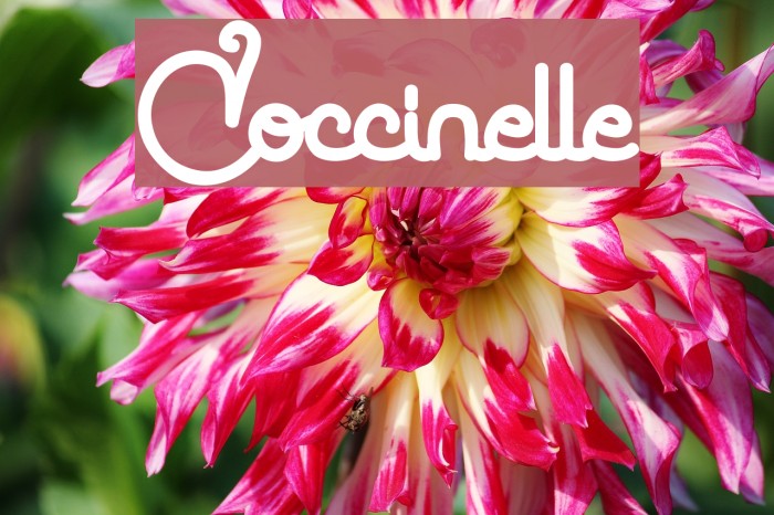 Coccinelle Font examples