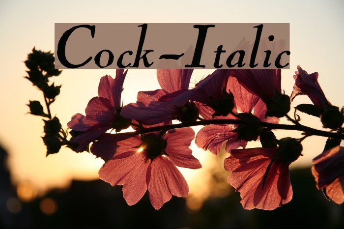 Cock-Italic Example 1