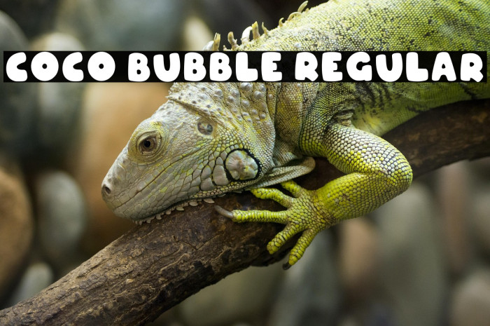 Coco Bubble Regular Example 2