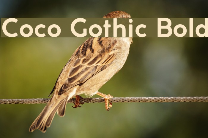 Coco Gothic Bold Font examples
