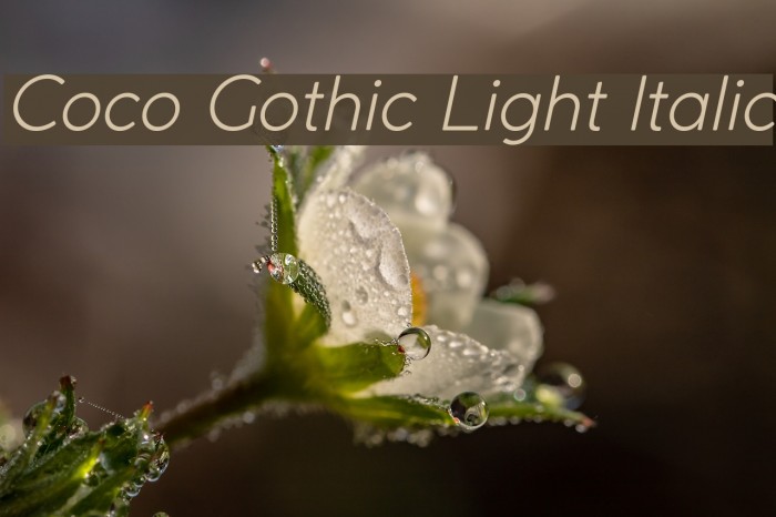 Coco Gothic Light Italic Font examples