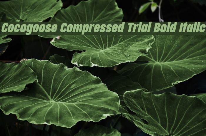 Cocogoose Compressed Trial Bold Italic Example 2
