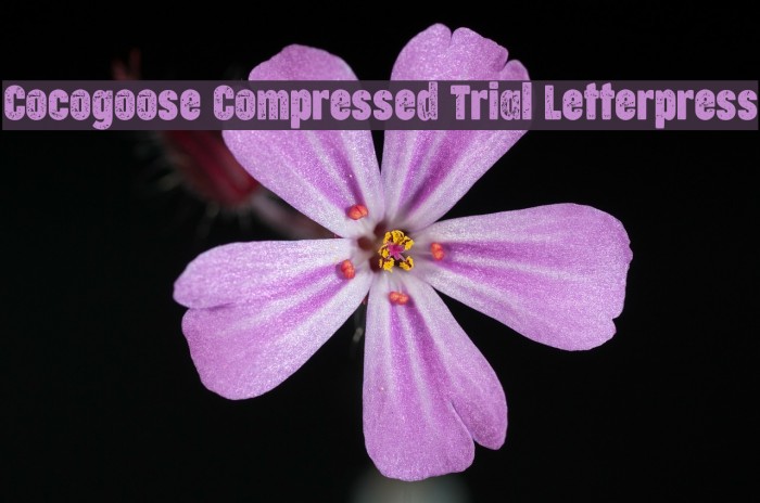 Cocogoose Compressed Trial Letterpress Example 1