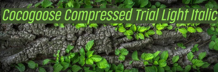 Cocogoose Compressed Trial Light Italic Schriftart examples