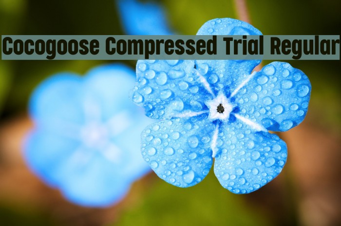 Cocogoose Compressed Trial Regular Font examples