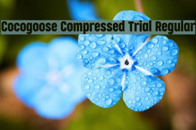 Cocogoose Compressed Trial Regular Example 1