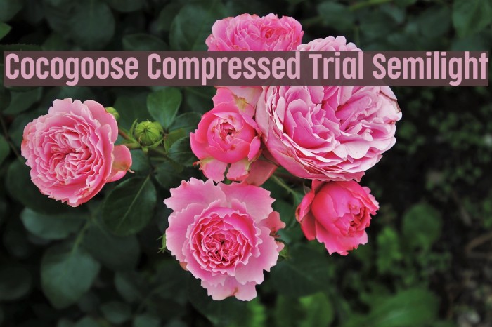 Cocogoose Compressed Trial Semilight Example 3