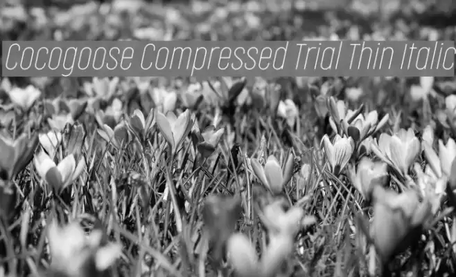 Cocogoose Compressed Trial Thin Italic Font examples