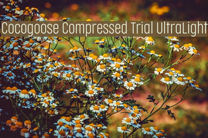 Cocogoose Compressed Trial UltraLight Font examples