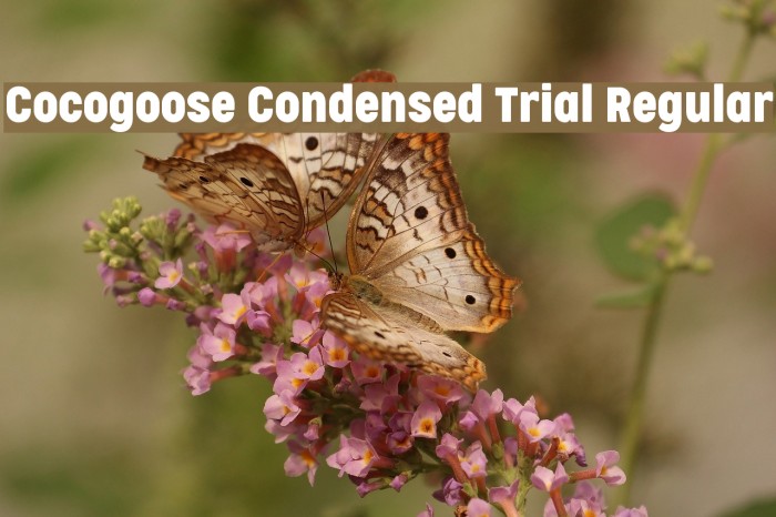 Cocogoose Condensed Trial Regular Font examples