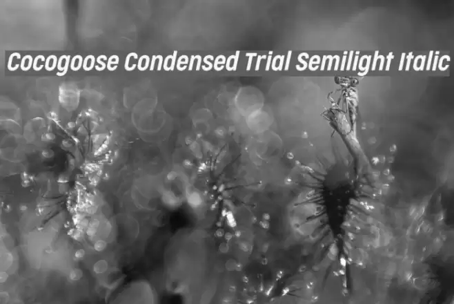 Cocogoose Condensed Trial Semilight Italic Font examples