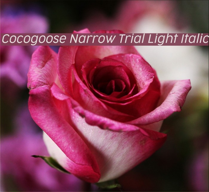 Cocogoose Narrow Trial Light Italic Font examples
