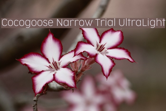 Cocogoose Narrow Trial UltraLight Font examples