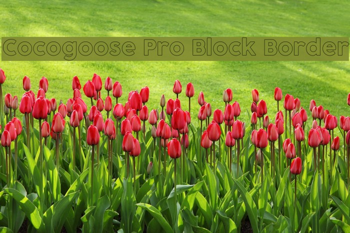 Cocogoose Pro Block Border Font examples