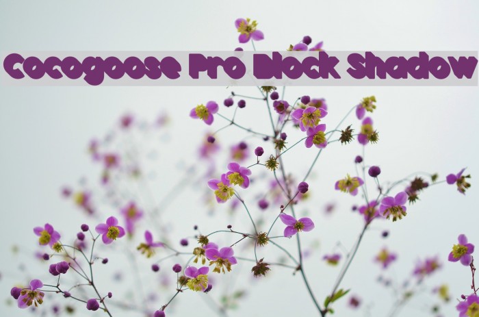 Cocogoose Pro Block Shadow Example 3