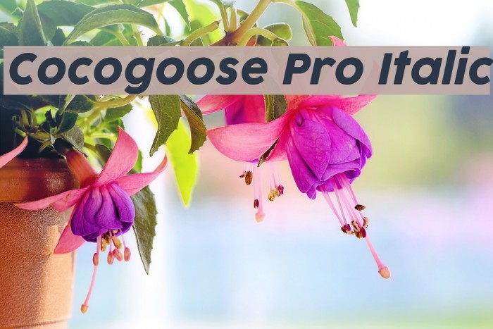 Cocogoose Pro Italic Font examples