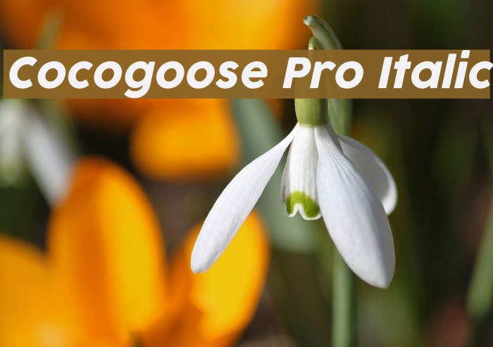 Cocogoose Pro Italic Font examples