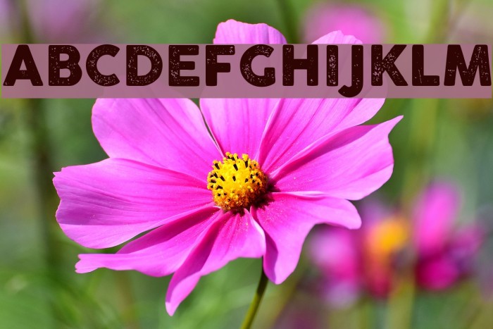 Cocogoose Pro Letterpress Example 1